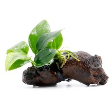 미미네아쿠아 활착 어항꾸미기 퍼펙트 유목 나나, 1개