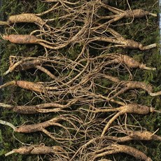 [수로] 강원도 전라도 1200고지 진짜 산삼 5-6년 못난이삼 + 서비스삼, 10g, 50개, 56년 못난이삼