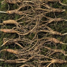 [수로] 강원도 전라도 1200고지 진짜 산삼 5-6년 못난이삼 + 서비스삼, 10g, 20개, 56년 못난이삼