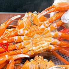 [재구매1위] 어부직송 살꽉찬 울진후포리 박달홍게, 1박스, 4kg