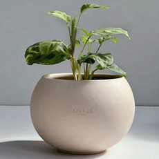 앙비까사 진주토분, 베이지(토분만), 1개