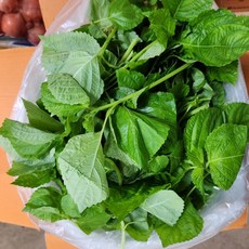 어린 깨순 깨순나물 깻순 들깨순 1kg, 1개