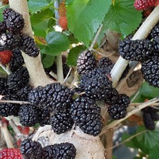 김제 청정오디 토종오디5kg 청일오디 급냉 생과용, 1개, 청일오디10kg