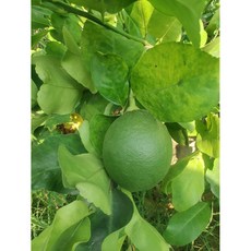 백화점납품용 3차선별 상큼 과즙 프리미엄 황제 라임, 1개, 5.2kg(대과)