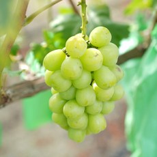 특품 상품 그리미농원 샤인머스켓 망고향 고당도 포도, 1박스, 특품 1kg(2수)