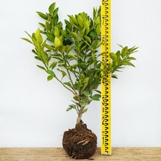 귤나무 유라조생 감귤나무 과일나무 유실수 공기정화식물 베란다나무, 1개, 조생귤