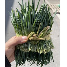 영호네농산물 초벌 부추(전구지), 1박스, 500g
