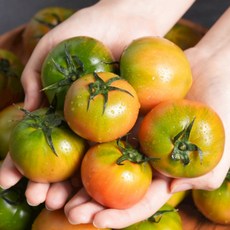 [한정수량 산지직송] 부산 대저토마토 짭짤이 2026년도 초고당도 단짠 풍미 대박, 짭짤이 대저 토마토 (3S~S) 1kg, 1개