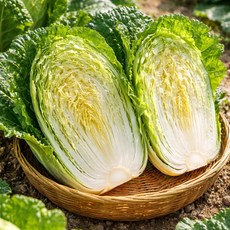 (당일 경매 발송) MJ FRESH 속이 꽉 찬 국내산 배추 (최상급 해남산)(엠제이프레쉬), 3kg, 1개