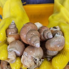 [당일조업] 갓 잡아 올린 백골뱅이 탱글탱글한 식감의 별미 고동, 1개, 탱글탱글 쫄깃한 백골뱅이 1kg (중소믹스)