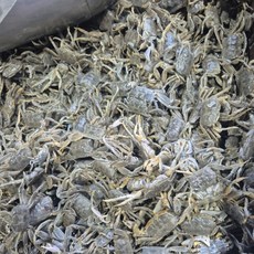 국내산 별량 칠게 생물 비손질 자연산, 1박스, 500g