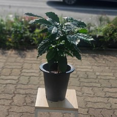 커피열매가 열릴 아라비카 커피나무 중품 에이피플랜츠, 1개