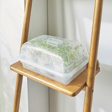 이지앤프리 새싹 무순 키우기 재배큐브 6개 + 재배용 채반 6개 + 보관함 + 씨앗, 1세트