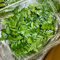 노무라 고사리 장식용 식물, 10g, 1개