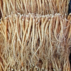 삼계탕용 갈비탕용 작은 실삼계 무료세척 실속형 100뿌리, 500g, 1개, 잔삼계500g(65-100뿌리), 세척(0)