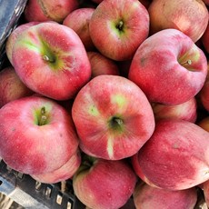 [초특가/산지 수확 후 발송] 경북 영주 고당도 가정용/못난이 햇홍로 사과 3kg 5kg 10kg_크기랜덤, 1박스
