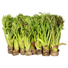 농진사 참두릅 나무두릅 봄나물 국내산 특품, 130g, 1개