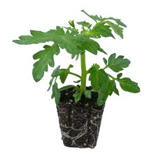 새마을총각 앉은뱅이방울토마토모종 노랑, 2개