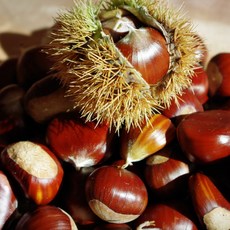 국내산 달콤포슬 햇밤 대사이즈, 1개, 3kg