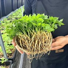 영광 다은 새싹삼 소 (15~20cm 내외) 50뿌리 깨끗한 식당용 카페용 가정용 선물용, 새싹삼소50뿌리