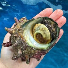 영롱한수산 (산지직송) 자연산 제철 생물 뿔소라 1kg, 1개