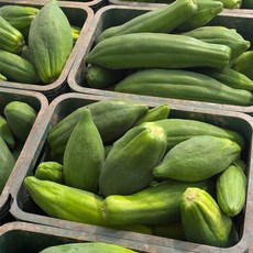 [전남 곡성] 국내산 파파야 동남아 채소 쏨땀 재료, 3kg, 1개