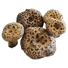 태창 자연산 냉동능이버섯 육수용[원산지:티벳], 1박스, 1KG