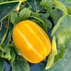 [산지직송] 고당도 성주 꿀 참외, 1개, 성주참외 혼합과 3kg