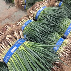 기장흙쪽파 흙쪽파 쪽파, 1박스, 3kg