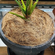 조이가든센터 화분멀칭 코코 화이버 5리터, 5L, 1개