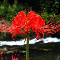 [석산꽃무릇 구근] 여름에 예쁜 꽃 피는 수선화과 석산 꽃무릇 구근 판매 석산화 상사화, 1개
