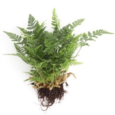 갑조네 후마타고사리 세척 수경재배식물 실내 공기정화식물, 2개