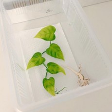 한줄기 나뭇잎 도마뱀 사육장꾸미기 인조잎 넝쿨 조화 잎사귀, 1개, 포토스잎