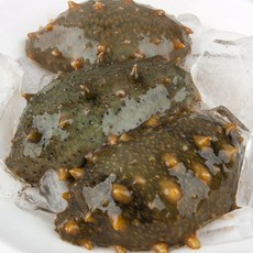 해삼 1kg 제철해삼 자연산 국내산 (평균 7미내외), 1개