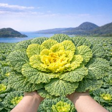 [산지초특가] 해풍맞은 진도 봄동 배추 산지직송, 1박스, 1kg