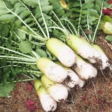 [더조은푸드] 친환경 제주산 세척 (개당 800-1200g) 월동무 제철 산지직송, 1박스, 5kg