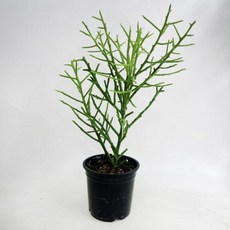 유포르비아 스테노클라다 실버시켓 선인장 다육식물 반려식물 대성식물, 1개