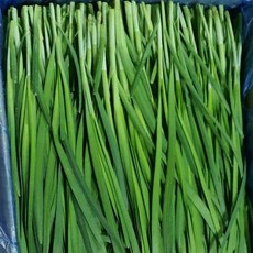 국내산 나주 산지직송 신선부추(정구지) 1kg~8kg 알뜰농장, 1kg, 1개