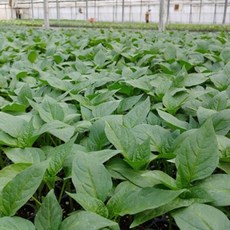 미인풋 고추 (5개) 모종, 5개