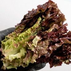 굿피플 상추 꽃상추 국내산꽃상추 쌈채소 [꽃상추], 1박스, 600g