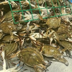 [산지직송] 당일조업 태안 신진도 3차선별 고수율 빙장 활꽃게, 1개, 1kg (3-5미)