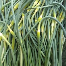 아삭하고 부드러운 국내산 마늘쫑 국산마늘쫑, 1개, 2kg