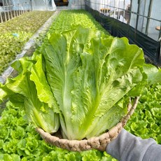 청상추 포기 쌈 샐러드 야채, 1박스, 1kg