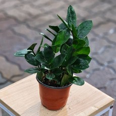 금전수 1+1 돈나무 개업화분 에이피플랜츠 공기정화식물, 1개