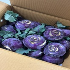 제주 햇 콜라비 적 콜라비 못난이 콜라비, 1개, 1kg