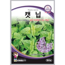 캣닢 씨앗 800립 [26년포장] 박하향이 나는 고양이가 좋아하는 캣닢 종자