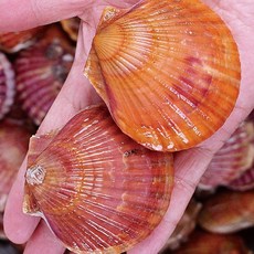 통영 성우수산 깨끗한 세척 선별 홍가리비 2KG 3KG 5KG 10KG, 1박스