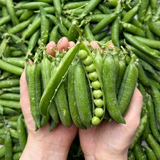 채소다움 26년 햇 국내산 껍질 완두콩, 2kg, 1개
