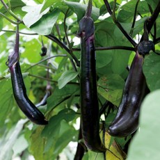 [굿피플] 가지 국내산가지 나물 가디 갖, 1박스, 가지 2kg