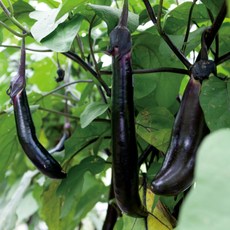 [굿피플] 가지 국내산가지 나물 가디 갖, 1박스, 가지 1kg